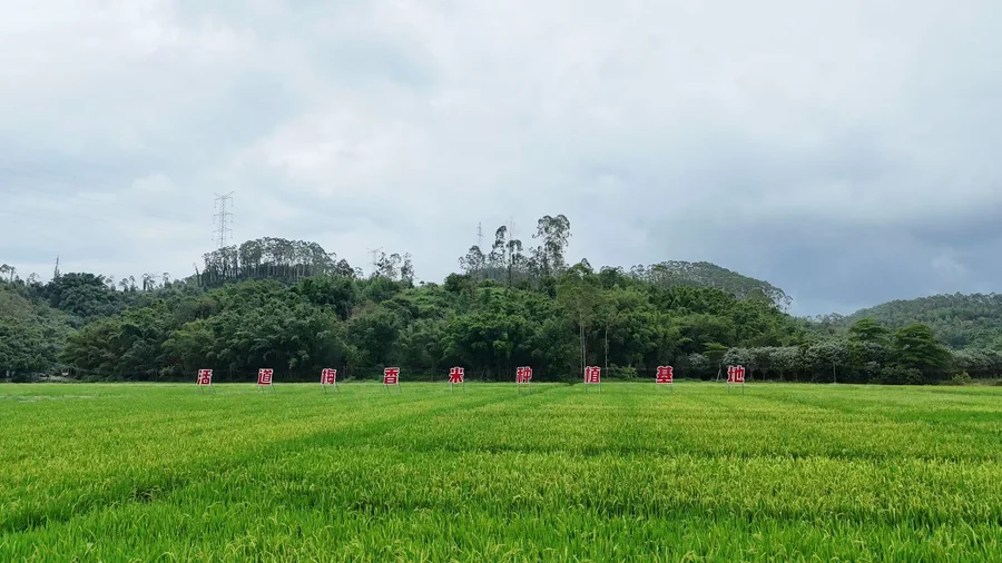 云影下的活道梅香米种植基地