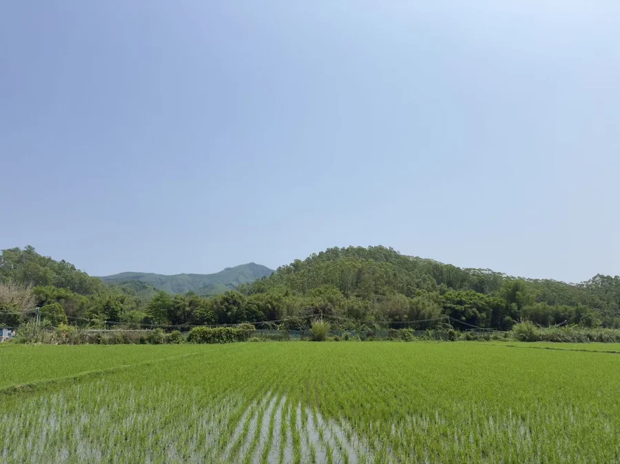 山脚下的青绿秧田