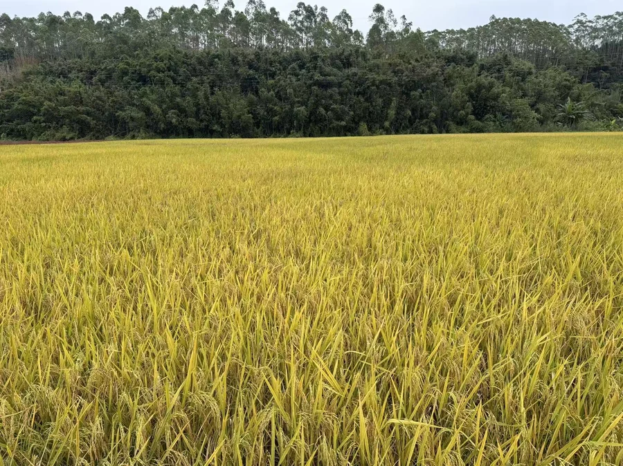 活道梅香种植基地：晴空下的连片稻田