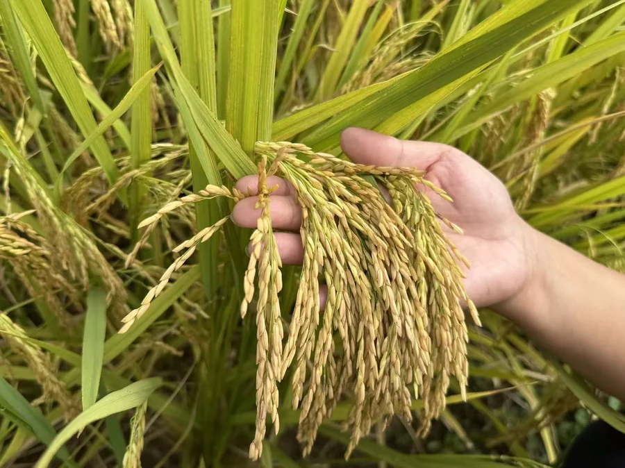 阳光下低头垂首的金黄稻穗